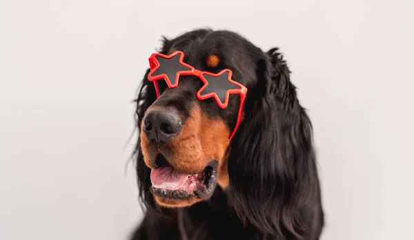 Scottish setter dog w okularach przeciwsłonecznych — Zdjęcie stockowe