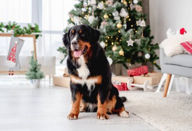 Bernese dağ köpeği Noel ağacının altında oturuyor.