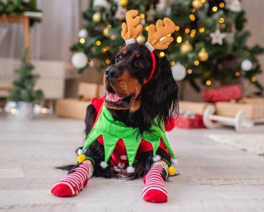 Evdeki Noel ağacının yanındaki köpek.