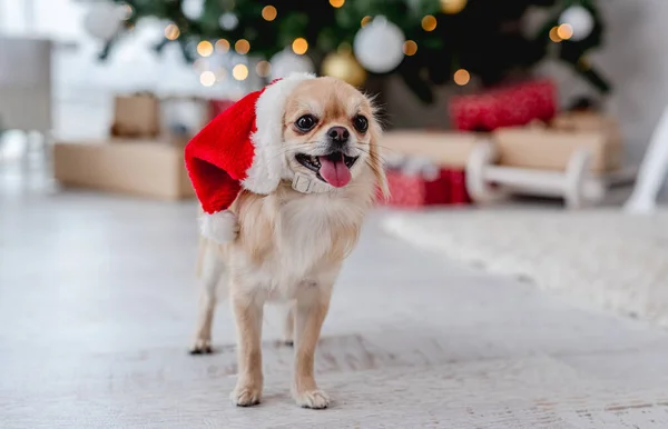 奇瓦瓦犬头戴圣诞礼帽站在圣诞树旁 — 图库照片