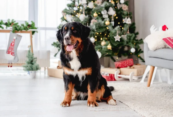 Bernese cão de montanha sentado sob a árvore de Natal — Fotografia de Stock