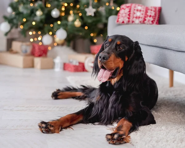Σκωτσέζικο σκυλί ρυθμιστή με φωτισμένο χριστουγεννιάτικο δέντρο — Φωτογραφία Αρχείου