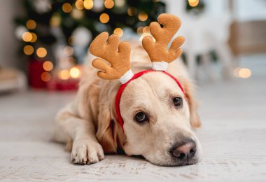 Ren geyiği boynuzu takan Golden retriever köpeği