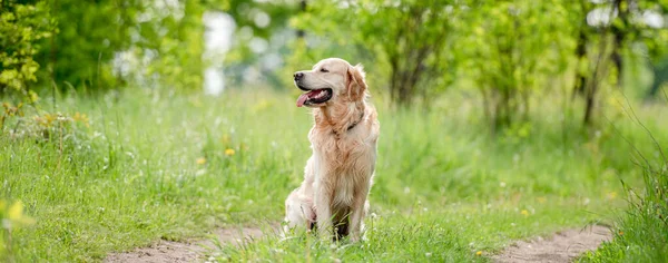 Golden Retriever σκύλος σε εξωτερικούς χώρους το καλοκαίρι — Φωτογραφία Αρχείου