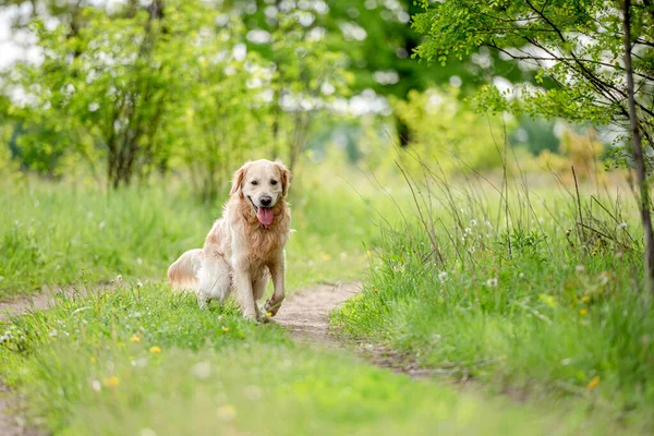 Yazın Golden Retriever Köpeği — Stok fotoğraf