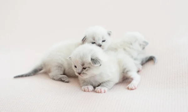 Kocięta Ragdoll izolowane na białym tle — Zdjęcie stockowe