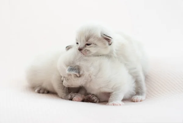 Ragdoll-Kätzchen isoliert auf weißem Hintergrund — Stockfoto