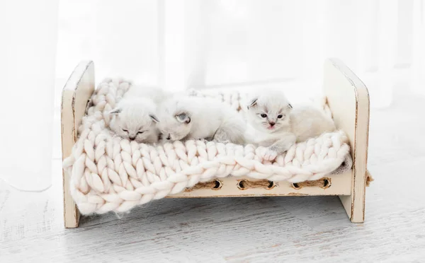 흰 배경에 고립된 래그돌 새끼들 — 스톡 사진