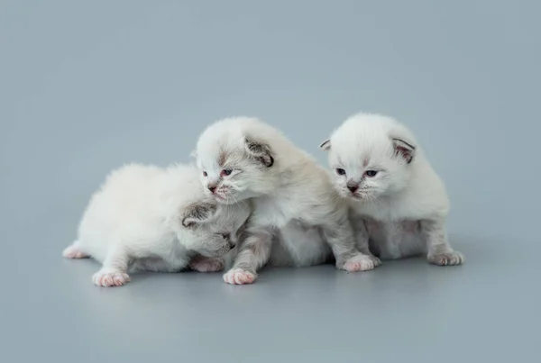 Poupée chatons isolés sur fond bleu clair — Photo