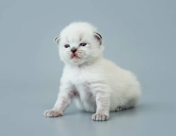 Ragdoll gatinho isolado no fundo azul claro — Fotografia de Stock