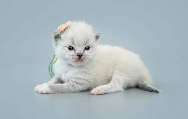 Ragdoll kitten isolated on light blue background — Stock Photo, Image