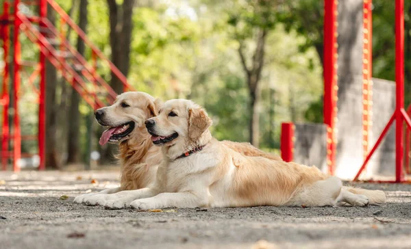 Golden retriever hundar utomhus — Stockfoto