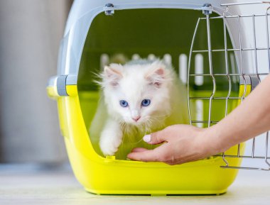 Bez bebek kedi içinde