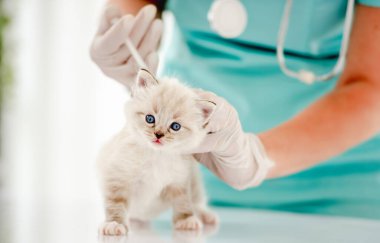 Veteriner kliniğinde oyuncak kedi yavrusu.