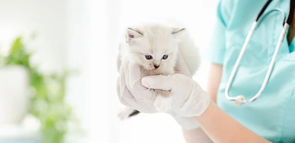 Ragdoll kitten bij dierenkliniek — Stockfoto