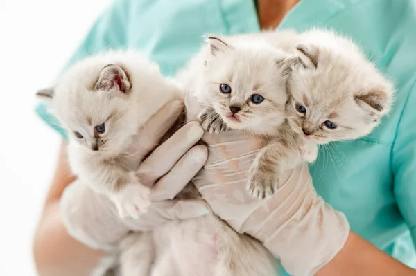 Ragdoll kittens at veterinerian clinic — Stock Photo, Image