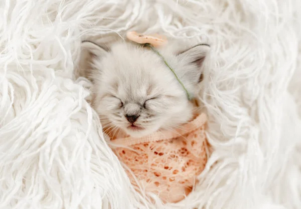 Ragdoll gattino foto stile neonato — Foto Stock