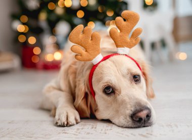 Noel zamanı Golden retriever köpeği