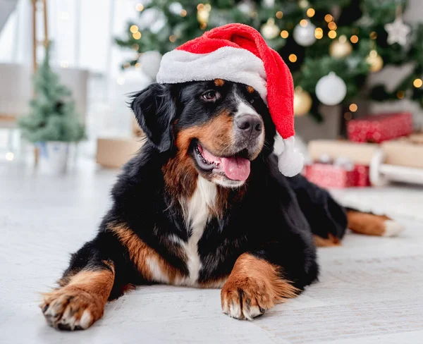 Cão perto da árvore de Natal em casa — Fotografia de Stock