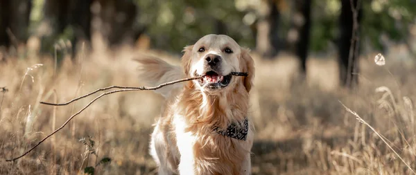 Sonbahar parkında golden retriever köpeği — Stok fotoğraf