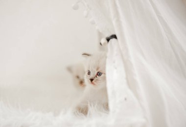 Stüdyoda oyuncak kedi yavrusu.