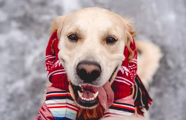 Cane golden retriever con lingua fuori — Foto Stock