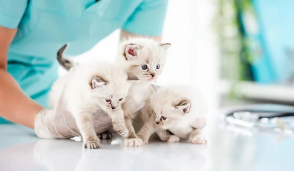 Veteriner kliniğinde bez bebek yavruları. — Stok fotoğraf