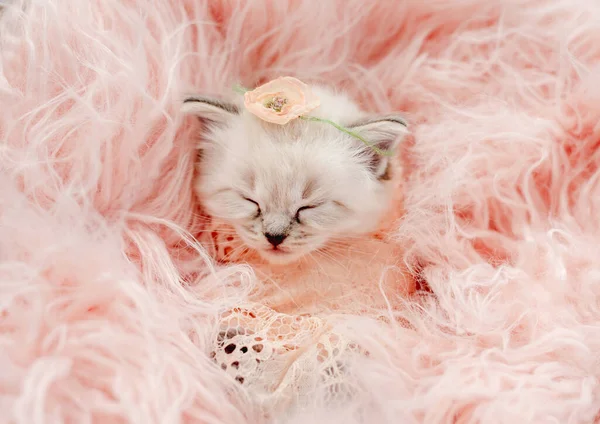 Ragdoll kattunge bilder nyfödd stil — Stockfoto