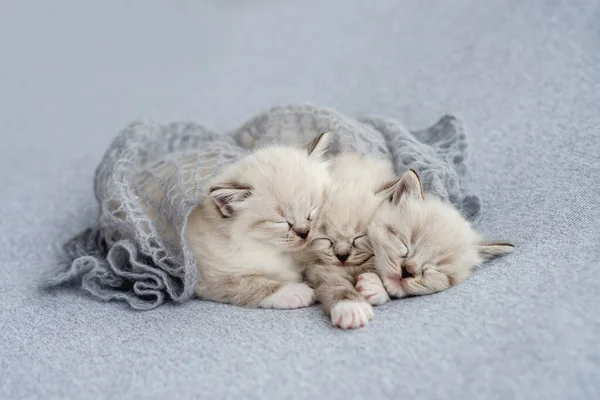 Ragdoll kitten foto 's pasgeboren stijl — Stockfoto