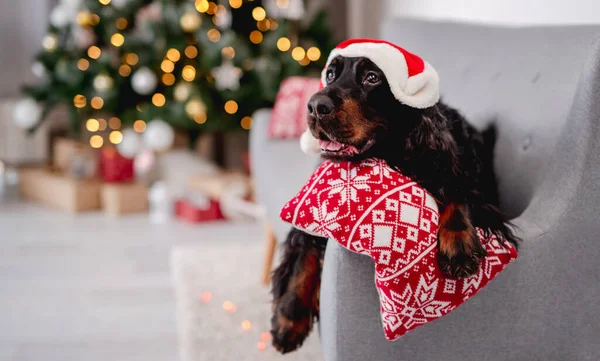 Cão perto da árvore de Natal em casa — Fotografia de Stock