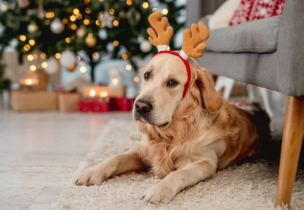 Golden retriever hund i juletid — Stockfoto