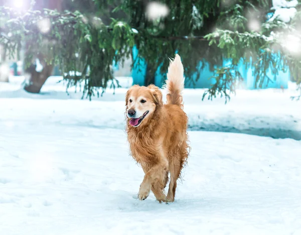 金毛猎犬在冬季公园 — 图库照片