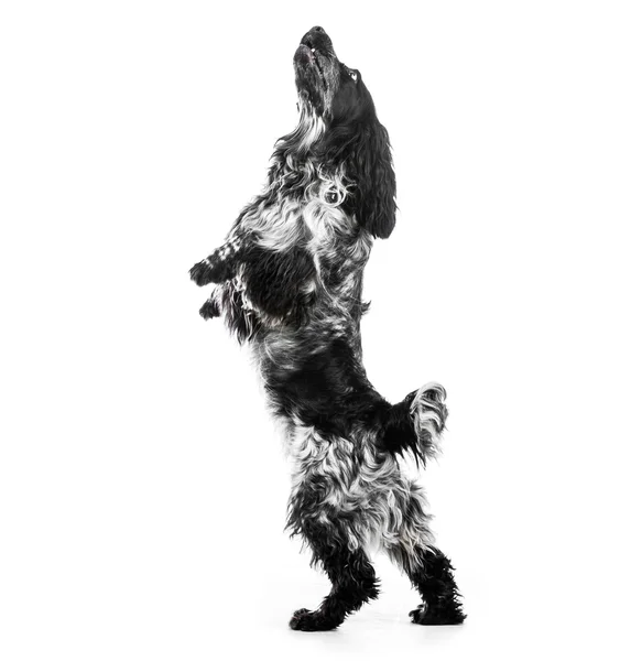 コッカー ・ スパニエルの子犬の犬ジャンプ — ストック写真