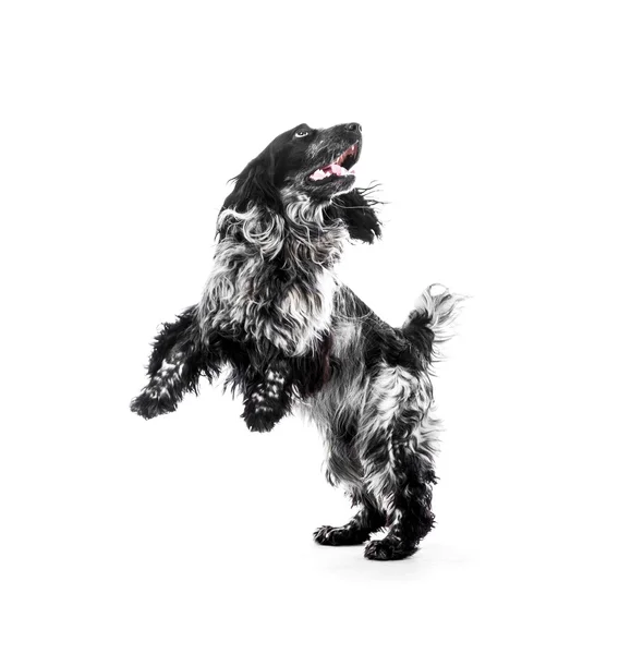 Cocker Spaniel cucciolo cane salto Immagini Stock Royalty Free