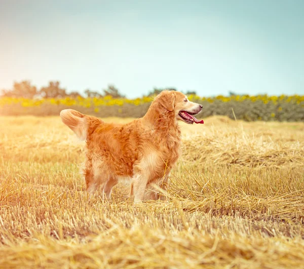 Golden Retriever na palha — Fotografia de Stock