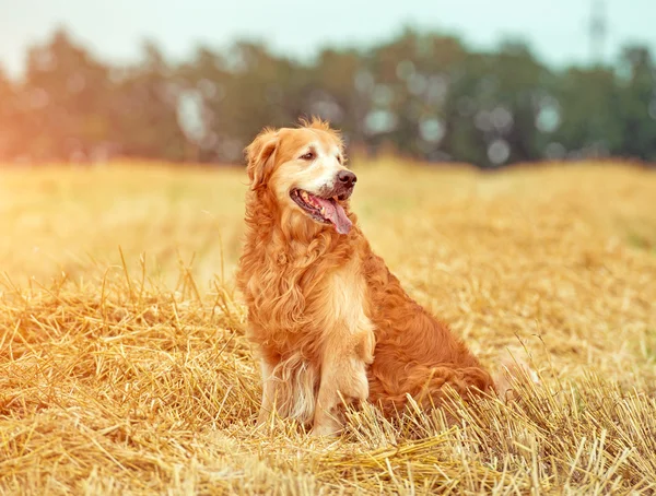 Golden retriever i halm — Stockfoto