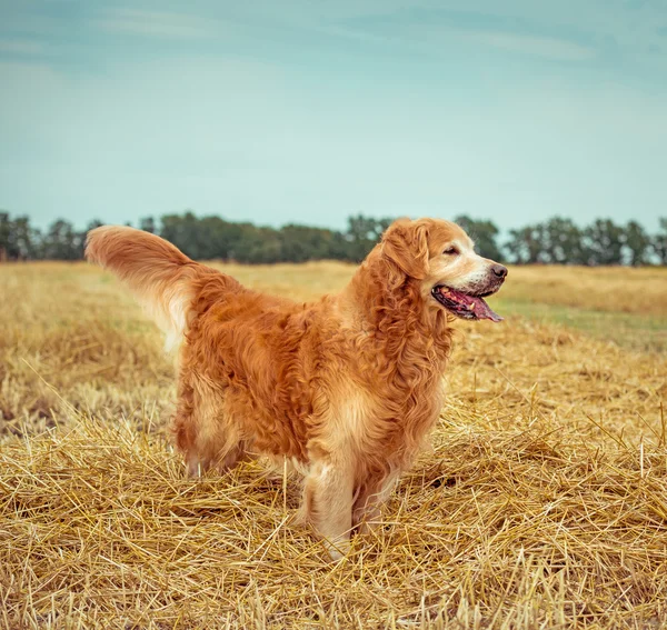 Golden Retriever en la paja — Foto de Stock