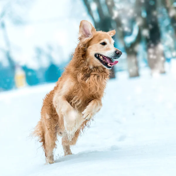 Amichevole golden retriever — Foto Stock