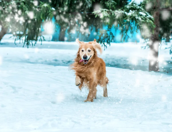 Przyjazny złoty pies myśliwski — Zdjęcie stockowe
