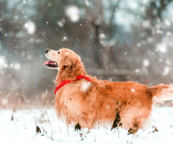 Vänliga golden retriever — Stockfoto