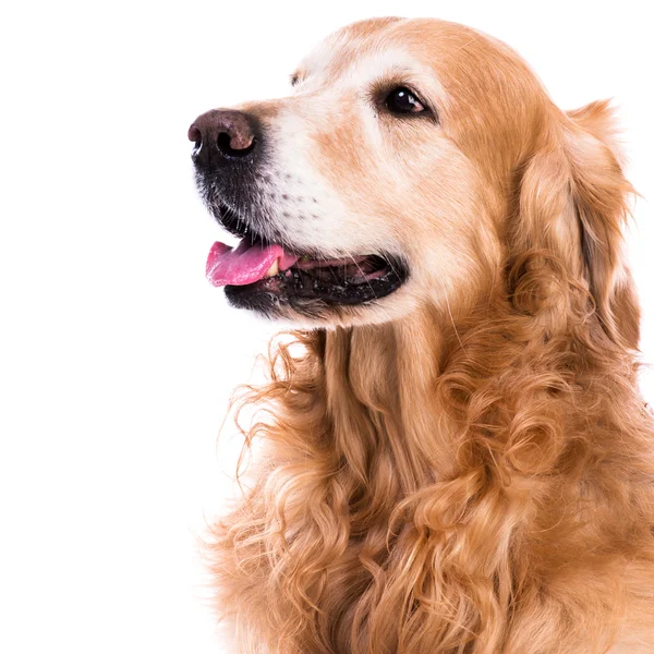 Purebred golden retriever dog — Stock Photo, Image