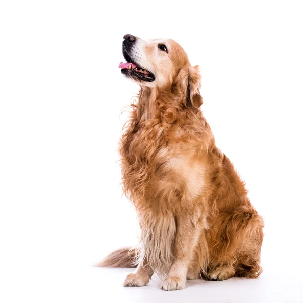 Zlatý retrívr pes, kterým se stanoví — Stock fotografie