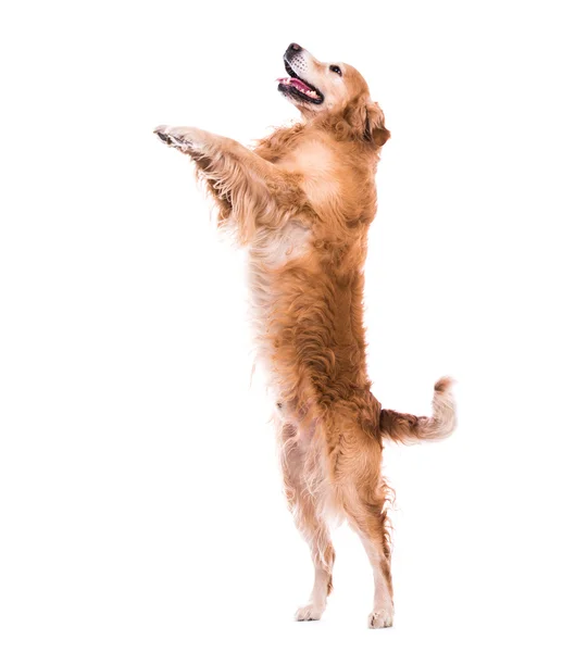 Salto de cão bonito - isolado sobre branco — Fotografia de Stock