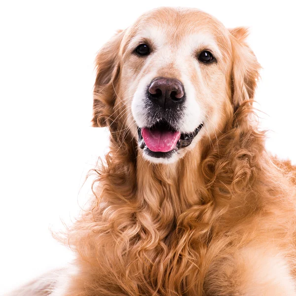 Golden retriever dog laying down — Stock Photo, Image