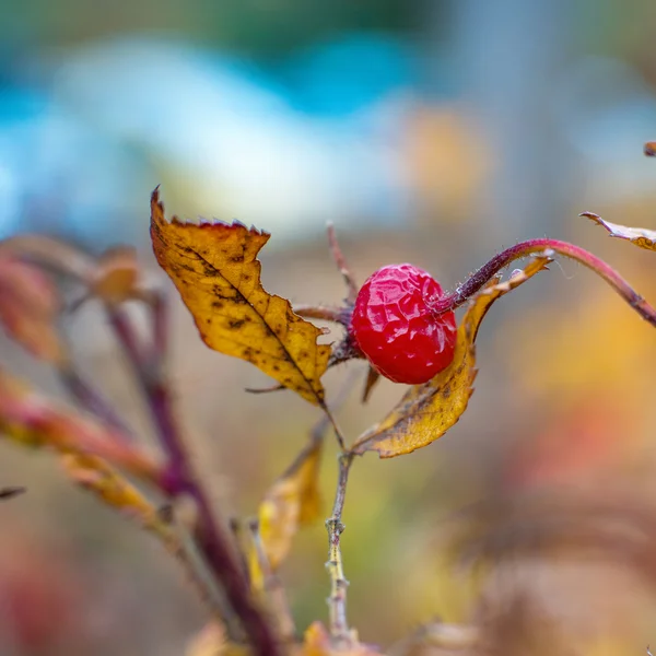 Close-up photo of autumn leaves — Stock Photo, Image