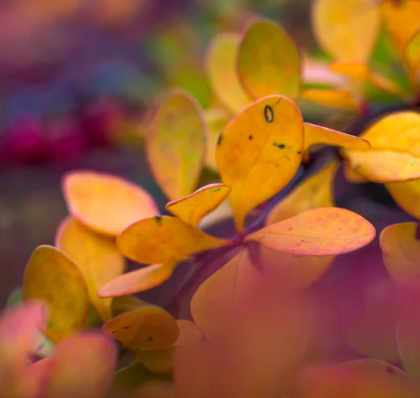 Herfstbladeren — Stockfoto