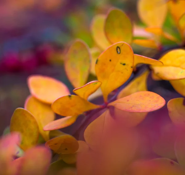 Folhas de Outono — Fotografia de Stock