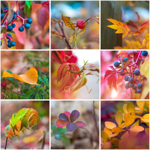 Bunte Herbstblätter — Stockfoto