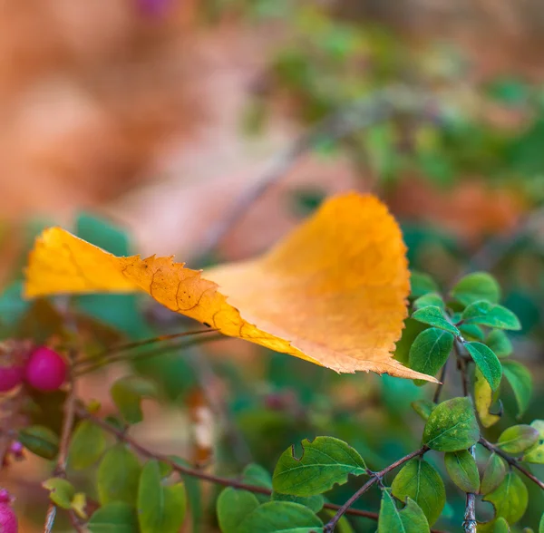 Hojas de otoño —  Fotos de Stock