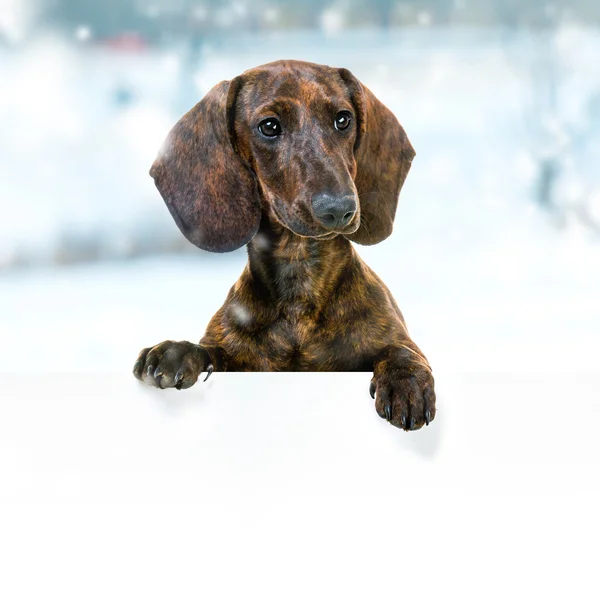 Dachshund con signo en blanco —  Fotos de Stock